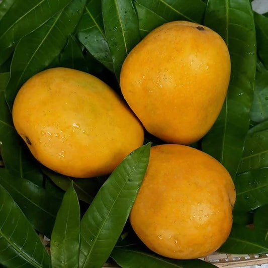 Banginapalli (Big - 4 Kg) – Safeda - The OG Mango of Royalty!